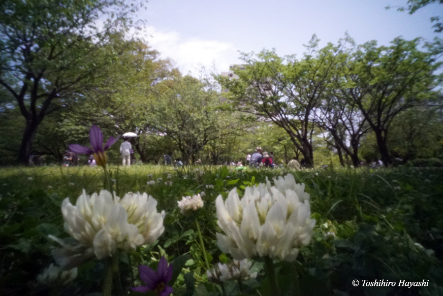 Clover flowers