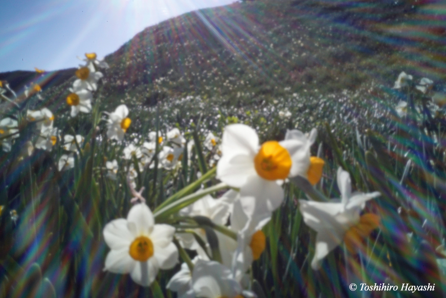 Narcissus blooming in Tsumekizaki #2