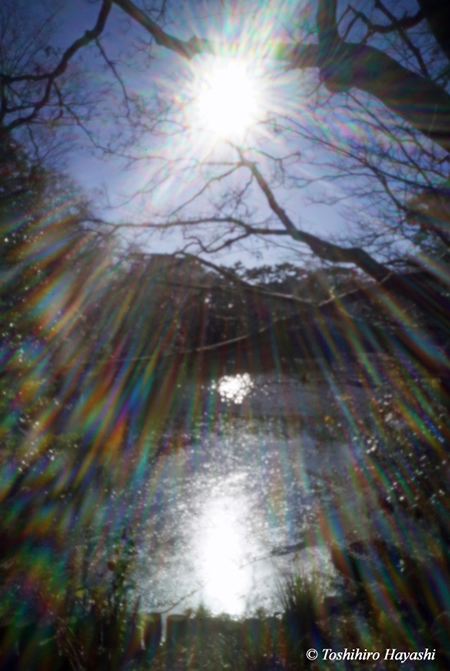 Pond in Forestry Park