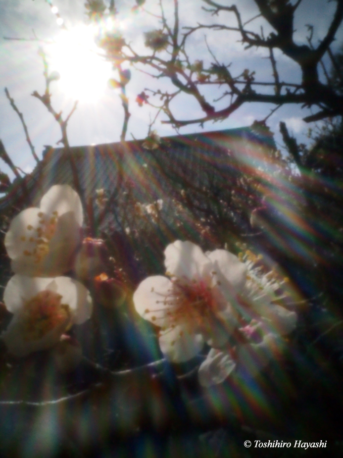 Plum blossom in Ryogenji temple