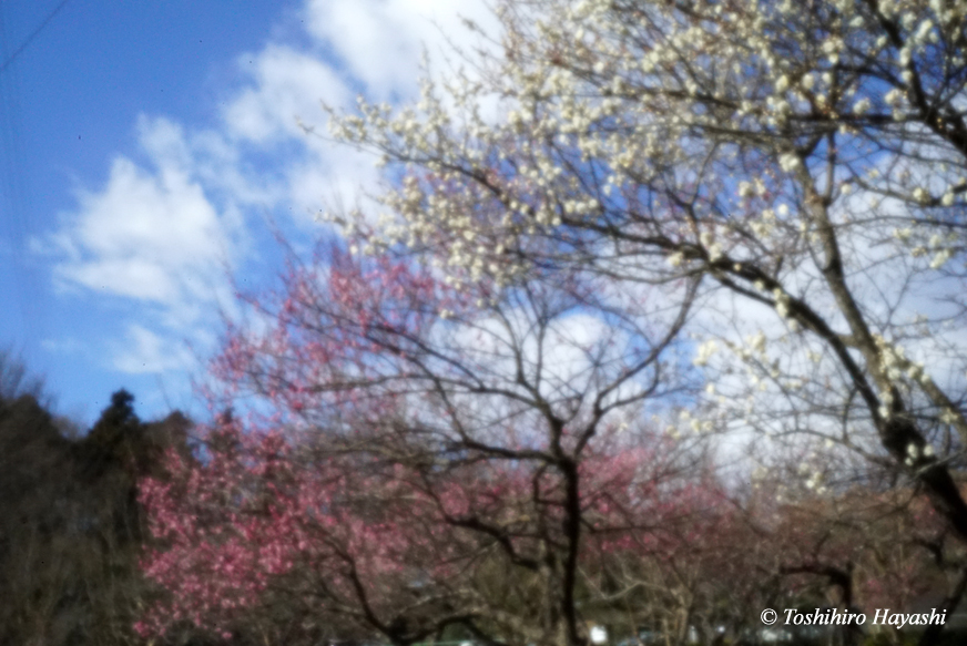 Red plum and white plum blossoms