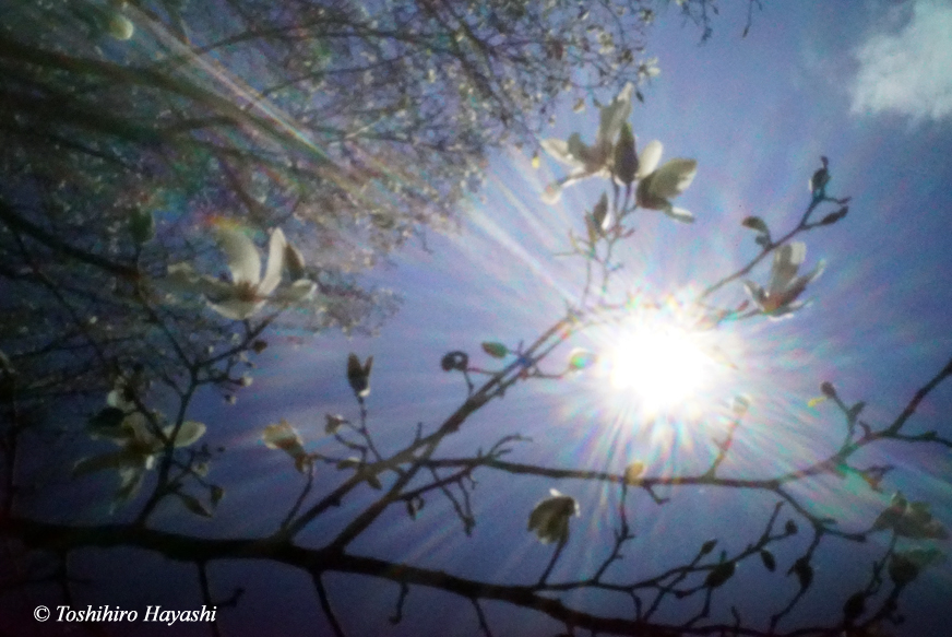 Flowers of Kobushi magnolia #2