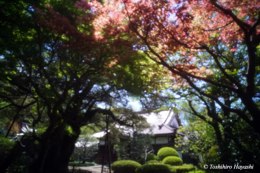 Takaneji Temple in Spring #1