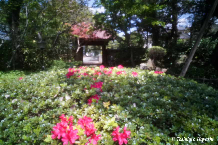 Takaneji Temple in Spring #2