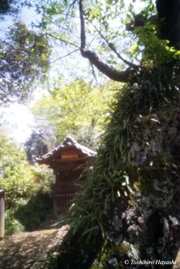 Takaneji Temple in Spring #4