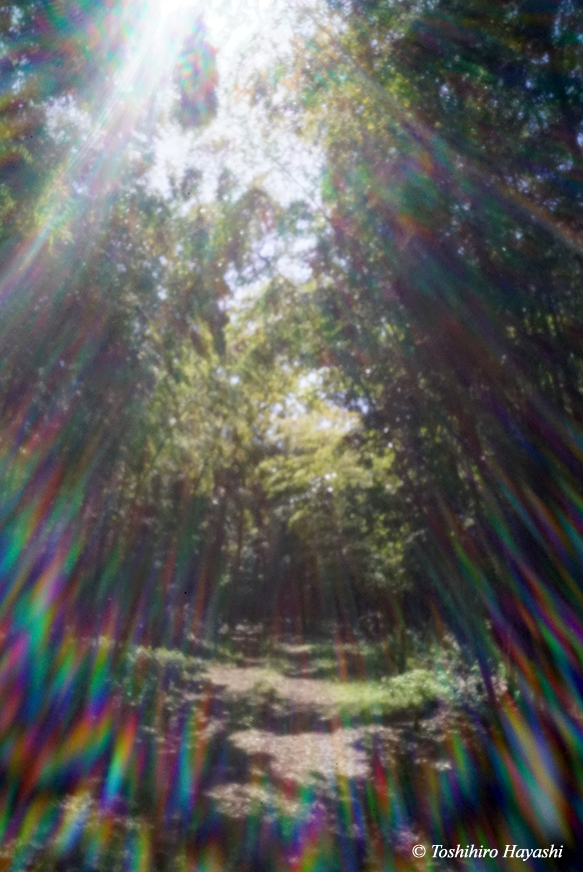 Trail to the Bamboo Forest