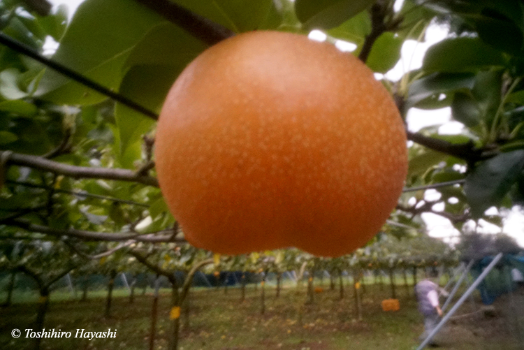 Pear field #1