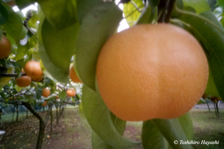 Pear field #2