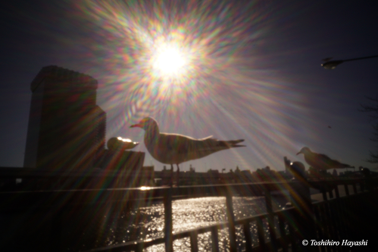 Asakusa year-end scenery #1