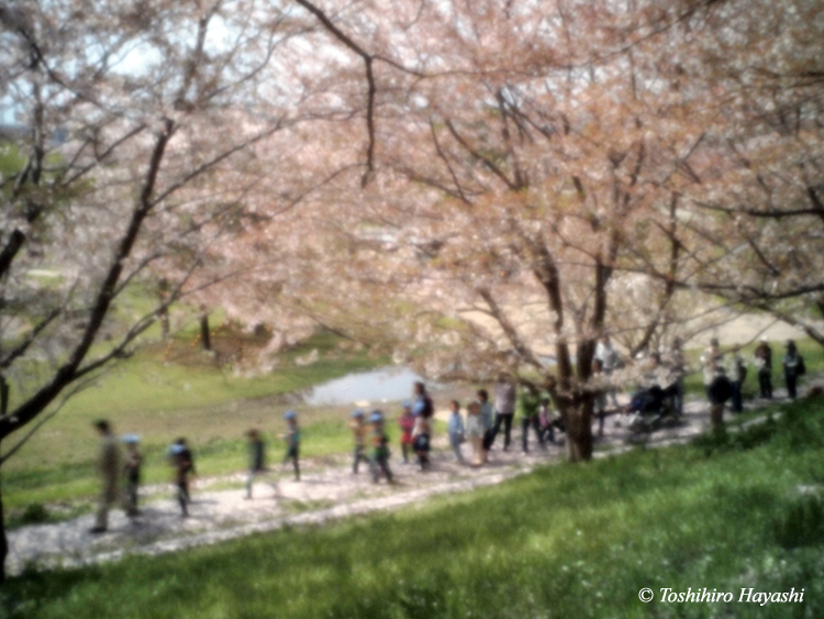 #04 "Walking under cherry blossoms "