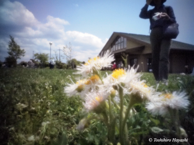 #10 "Common fleabane (Harujion) "