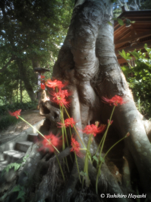 #11 "Cluster amaryllis (Higanbana) at Yurugi Jizo "