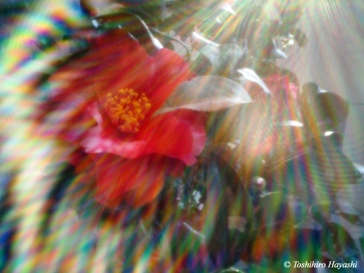#18 Camellia flower "