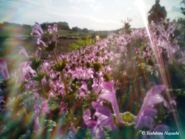 #19 "Henbit(Hotoke no za)"