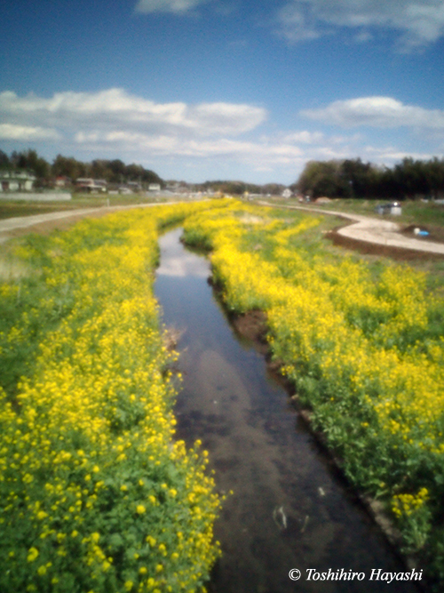 #20 "Rape flowers in the riversides"