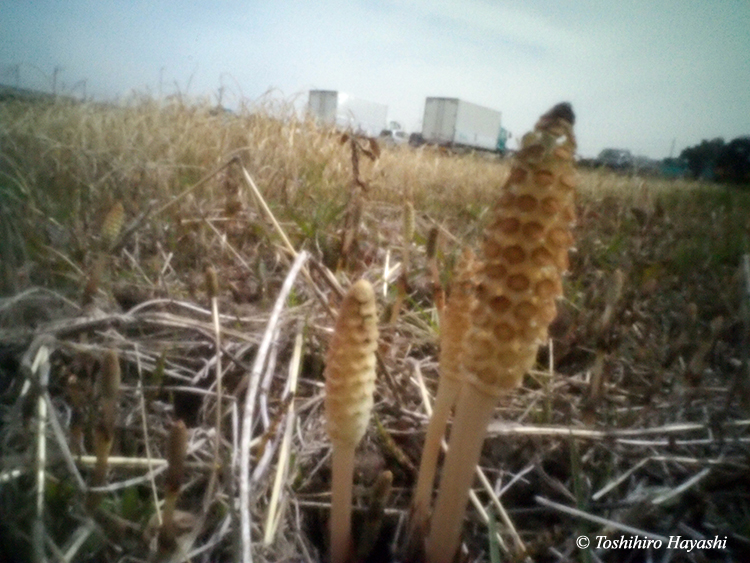 #28  "Horsetails (Tsukushi) #1 "