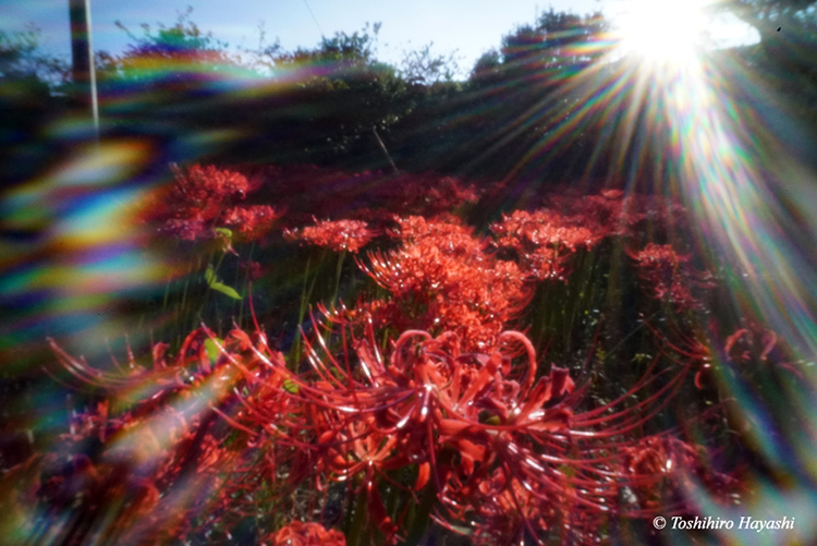 #38  "Cluster-Amaryllis (Higanbana)"