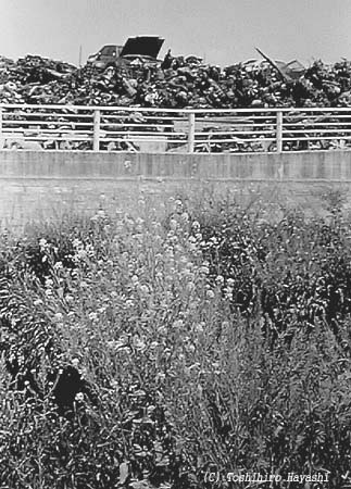 Rape blossoms (Boundary of the City)