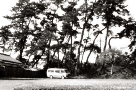 Pine Trees (Boundary of the City)