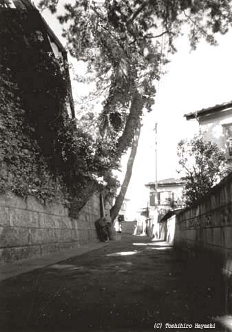 Path under Pine tree (Boundary of the City)