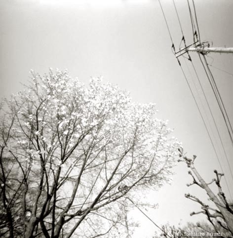 Kobushi tree (Inside the City)