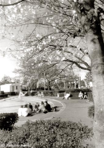 Little party under Sakura tree (Inside the City)