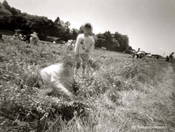 Picking RENGE flowers (Inside the City)