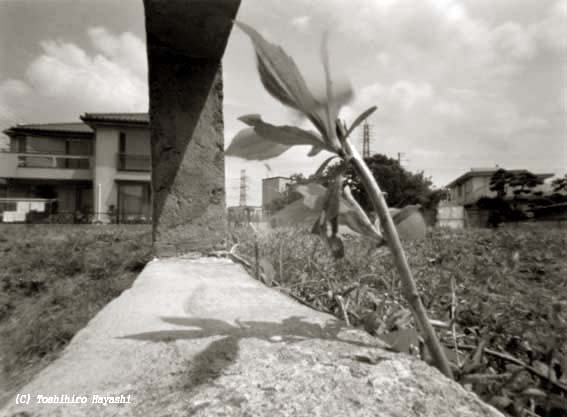 Grass by blocks (Boundary of the City)