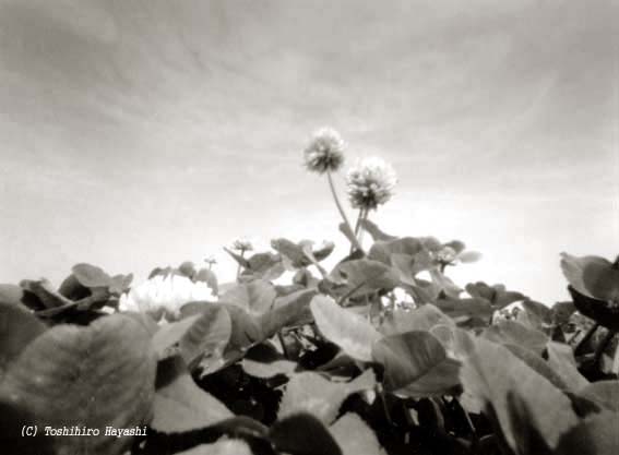 Clovers (Boundary of the City)