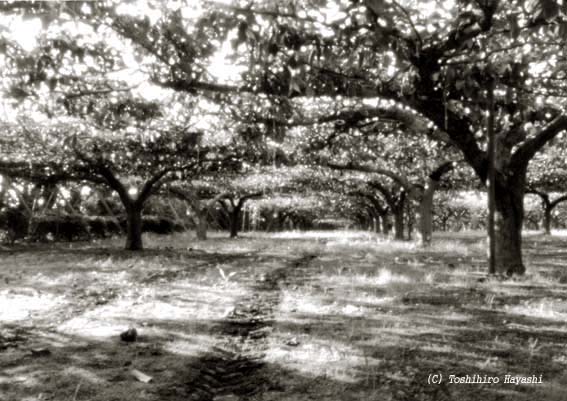 Pear farm #1 (Inside the City)