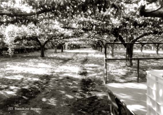 Pear farm #2 (Inside the City)