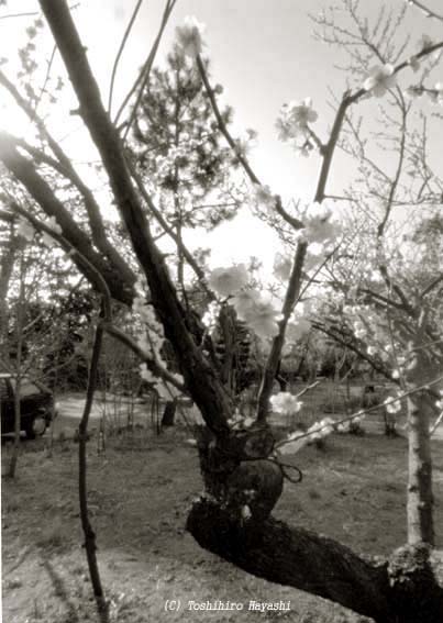 Plum blossom #1 (Inside the City)