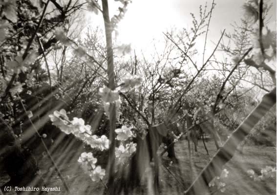 Plum blossom #2 (Inside the City)