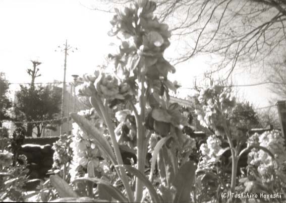 Plants (New Boundary of the City)