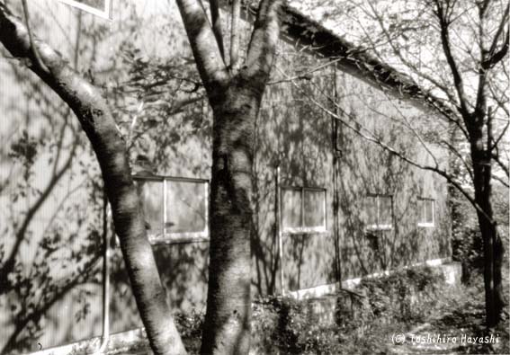 Shadows of Sakura trees (New Boundary of the City)