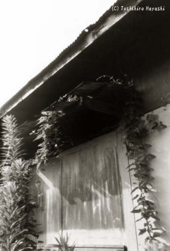 Deserted Hut (New Boundary of the City)