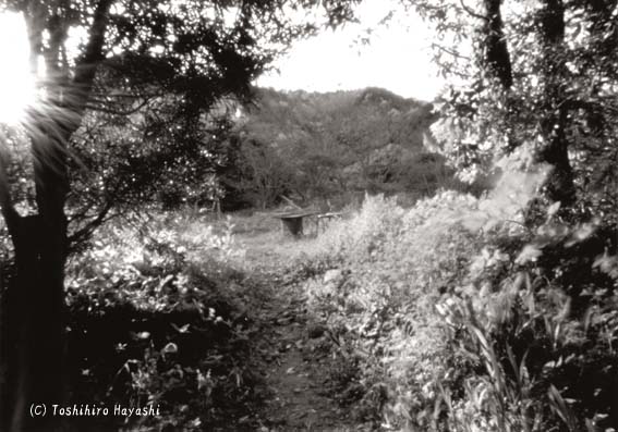 Path to Backyard (Peaceful Images)