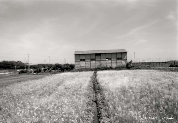 Chigaya Grass and Hut