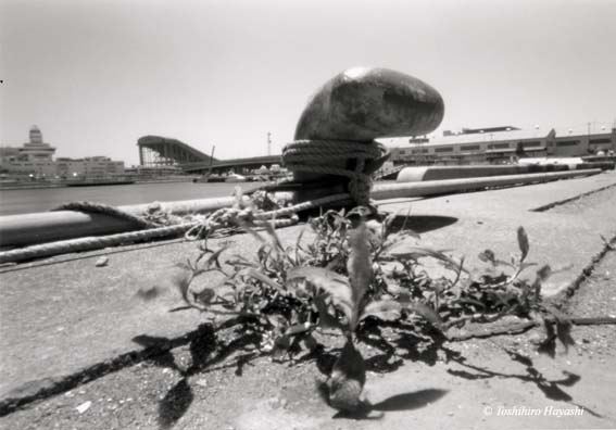 Weed on the quay