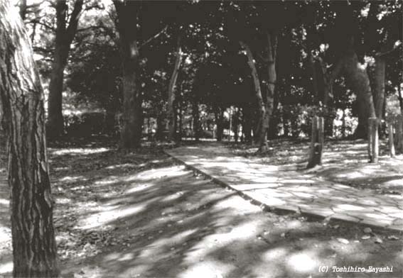 Stone Pavement in the Woods (Boundary of the City)