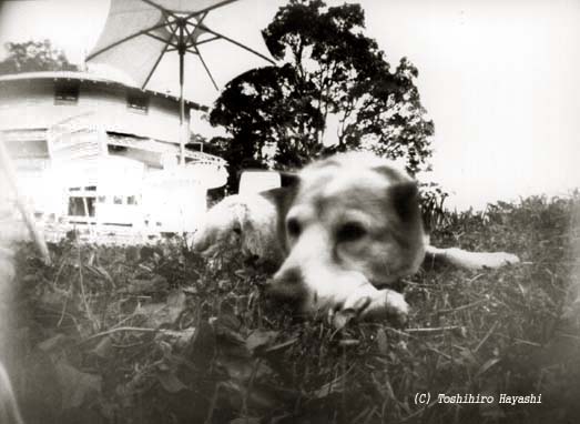 Sunny the Dog (can pinhole)