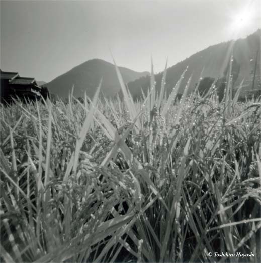 Rice plants in Autumn