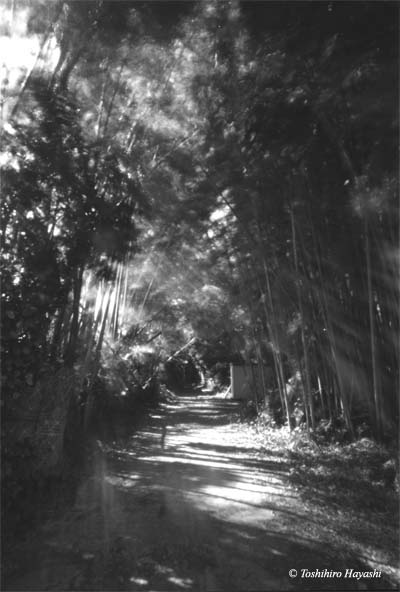 Bamboo forest in Hasama