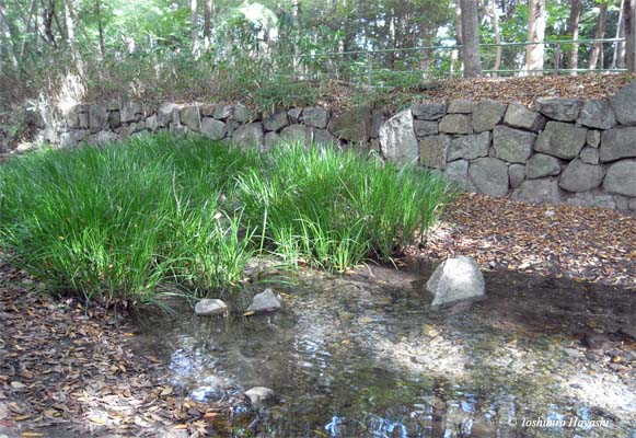 Tadasu no Mori Forest 2