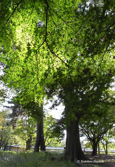 Gyo-En no Mori Forest 1