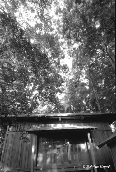 Little shrine in the trees