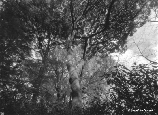 Trees in Shinjuku