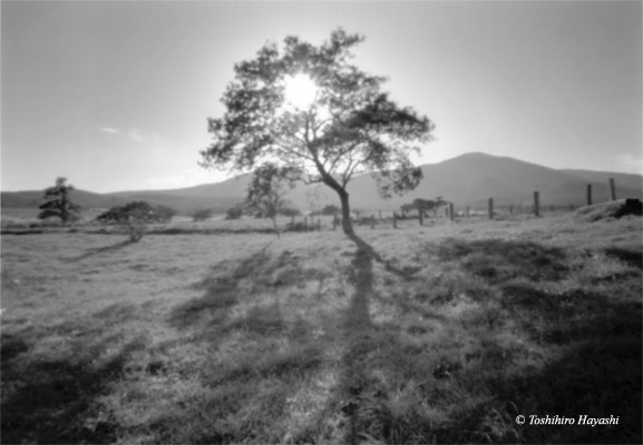 A Tree in the ranch