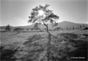 A Tree in the ranch 