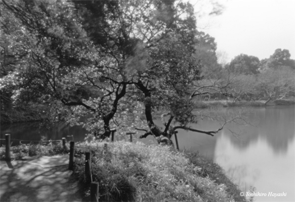 Korakuen Park #1